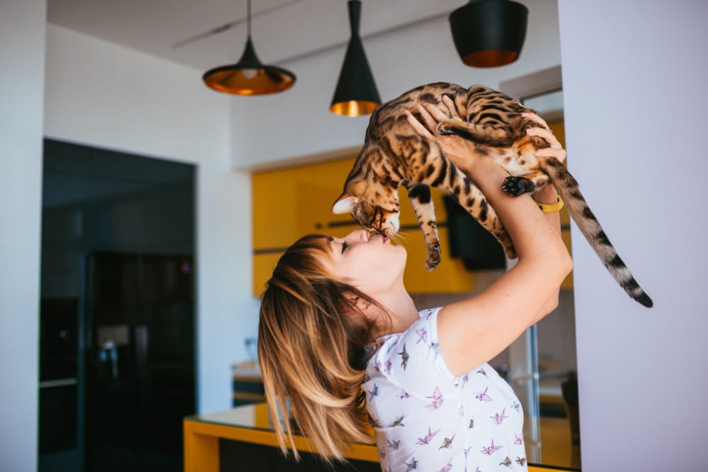 Cosa succede quando i gatti ingrassano? Il parere degli scienziati