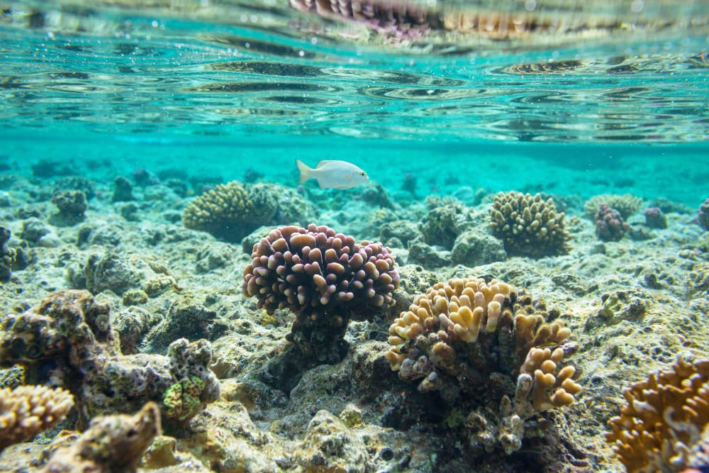 Coralli Resistenti ai Cambiamenti Climatici