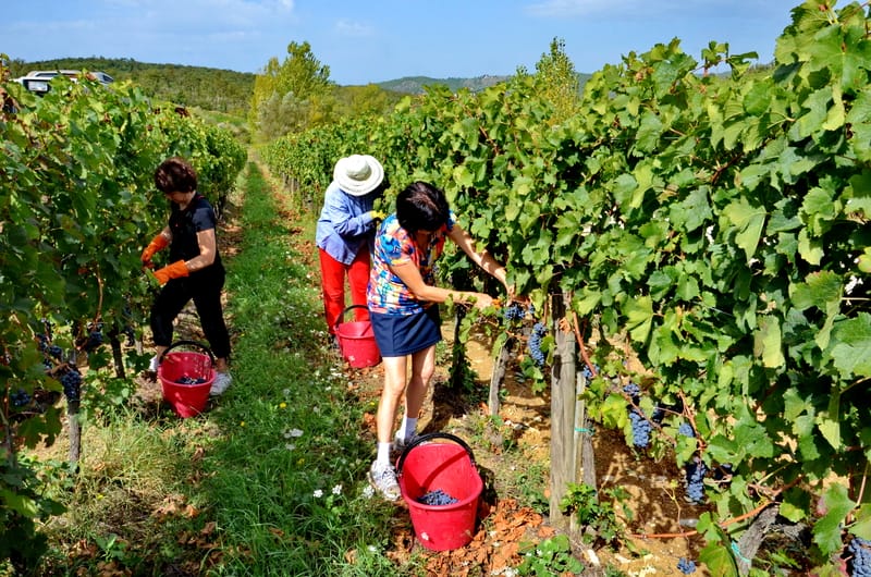 La situazione dell’agricoltura siciliana