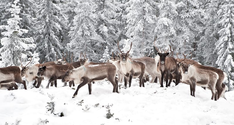 La renna simbolo del Natale minacciata dal cambiamento climatico
