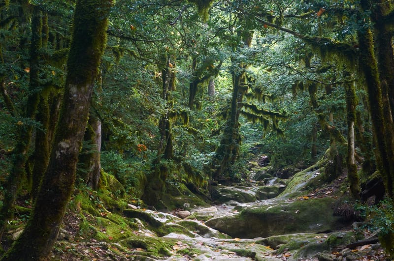 Mantenere la diversità delle foreste asiatiche per evitare l’impatto dei cambiamenti climatici suggerisce un nuovo studio