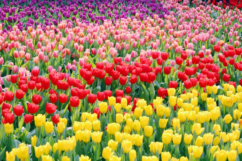 Il più grande campo di tulipani d’Italia si trova ad Arezzo