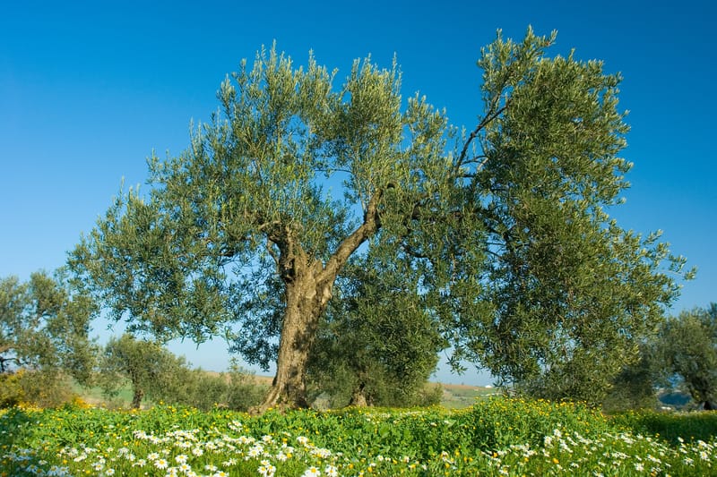 La crisi climatica e⁤ l’agricoltura spagnola