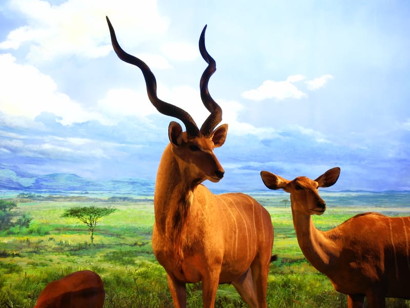 Il caos nel ⁢comportamento animale causato dal‌ cambiamento climatico