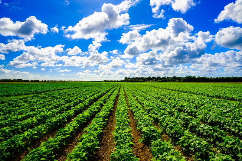 Cambiamento climatico: consigli agli agricoltori di piantare le colture giuste