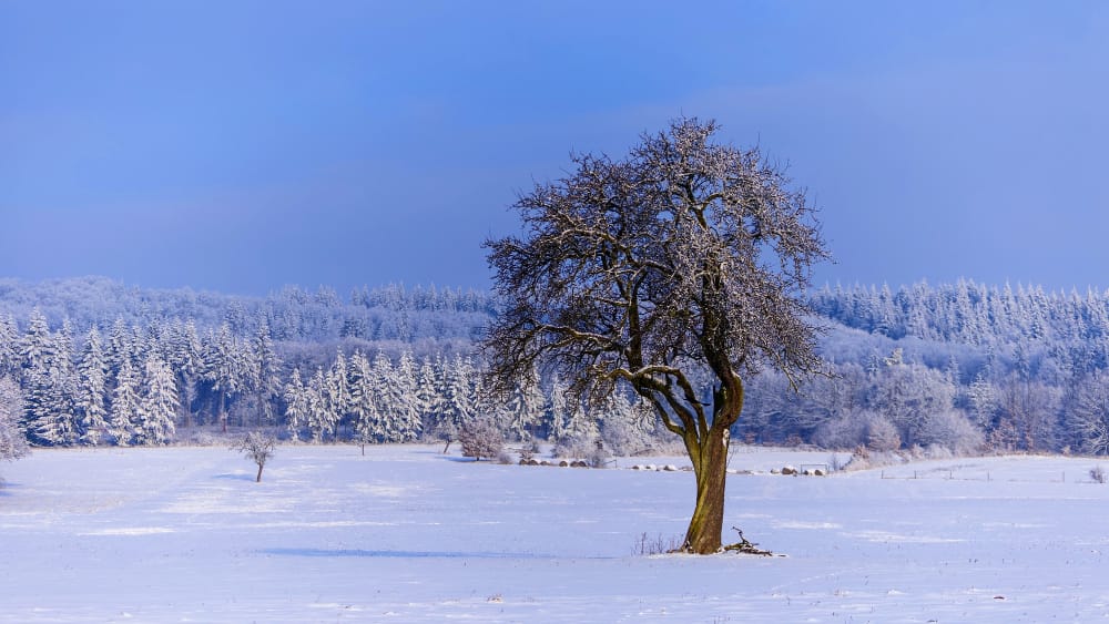 Le nevicate di Novembre in Europa non smentiscono i cambiamenti climatici