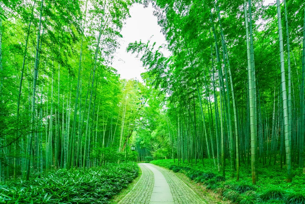 Combattere il Cambiamento Climatico con il Bambù