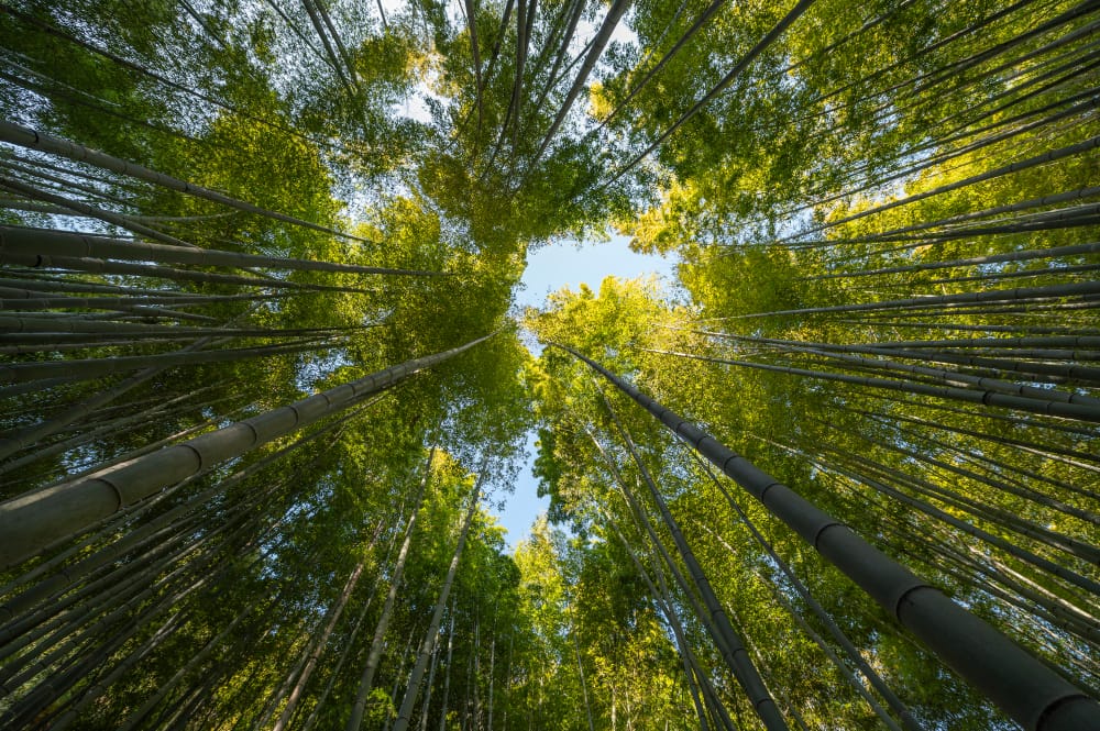 Cambiamenti climatici: se il riscaldamento si avvicina ai 2°C,-le estinzioni aumenteranno
