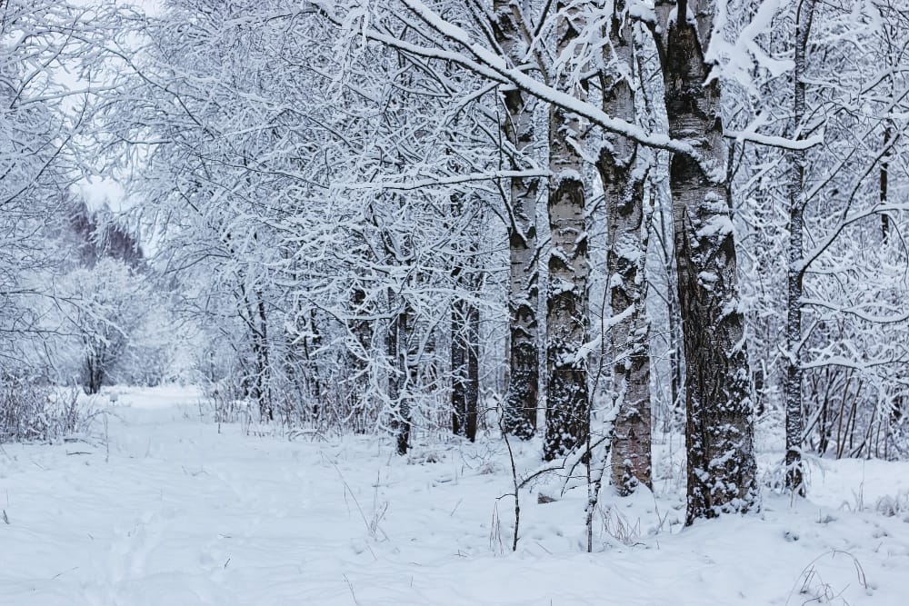 foresta invernale coperta di neve