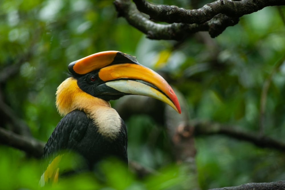 La scomparsa silenziosa: oltre 1400 specie di uccelli estinte a causa dell’uomo