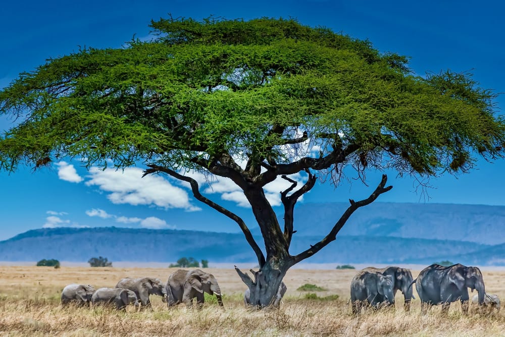 Scoprire il fascino del Sud Africa: un viaggio indimenticabile immersi nella natura selvaggia