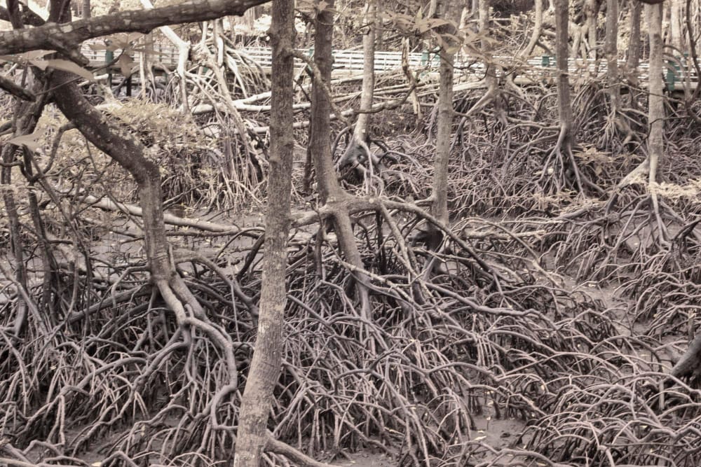 Mangrovie: Definizione e Importanza per l’Ambiente