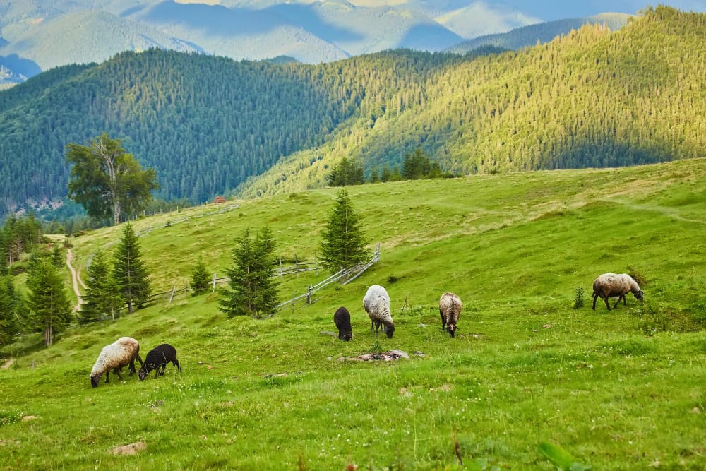 Pastori del Kirghizistan: modello di sostenibilità per ecosistemi montani