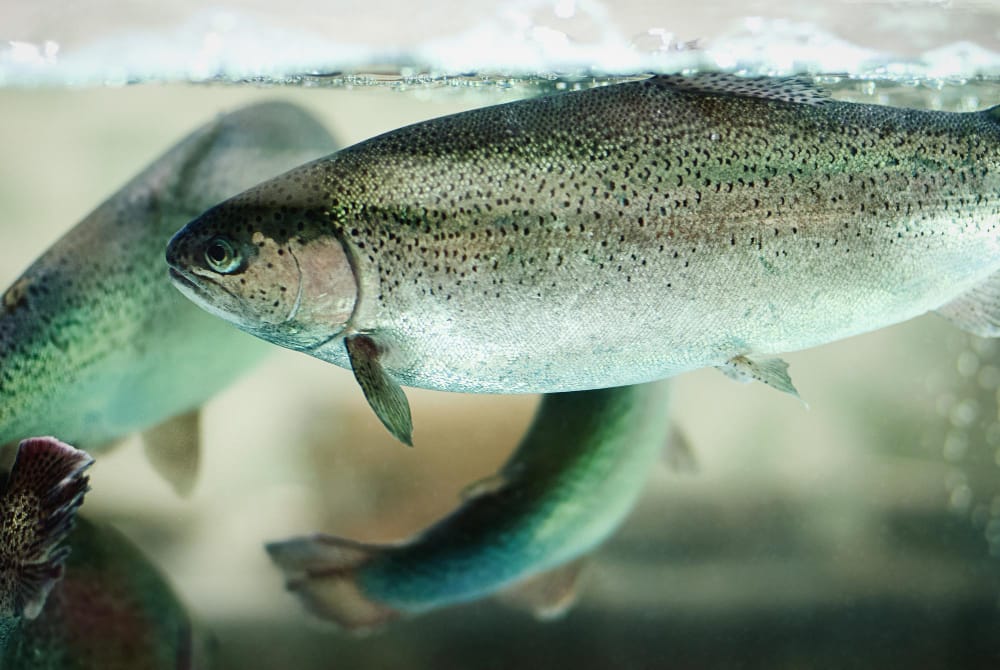 Il riscaldamento artico: il cambiamento climatico influenza i salmoni e il ghiaccio marino