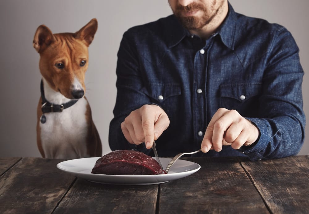 Carne cruda per i cani: i pericoli nascosti