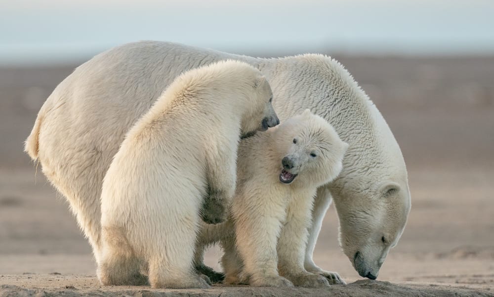 L’Orso Polare a Rischio Estinzione a Causa del Cambiamento Climatico