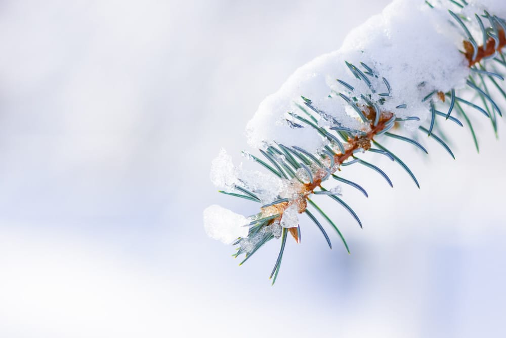sfondo con rami di abete innevati