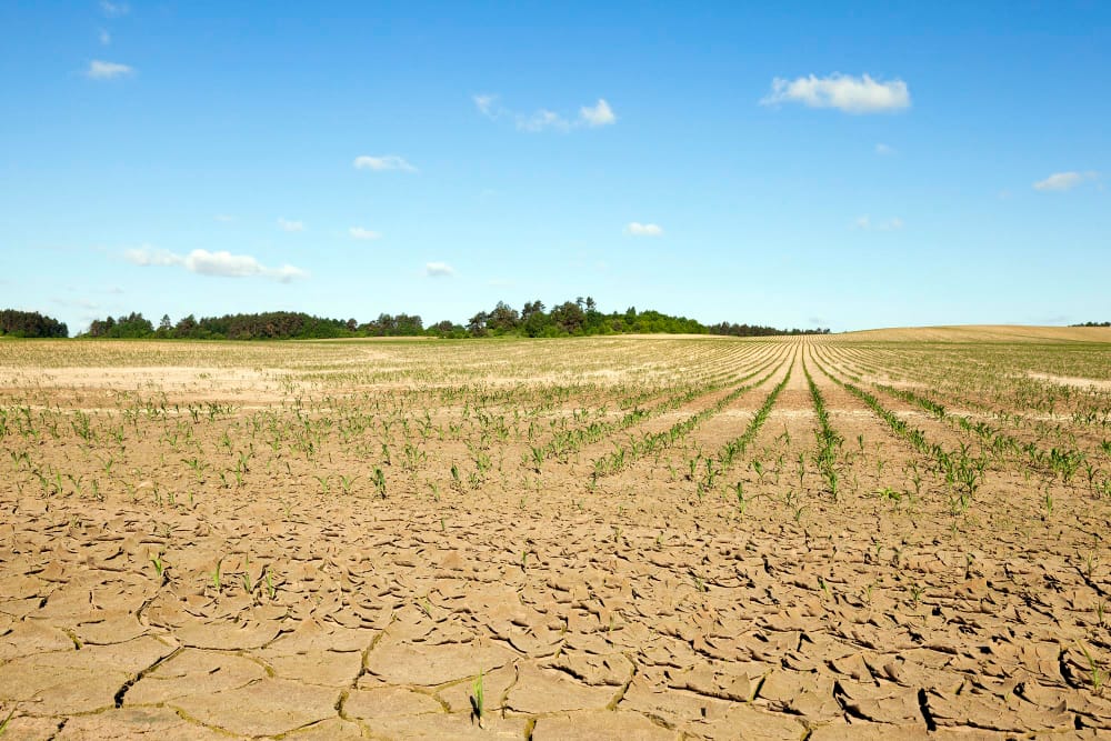 La siccità e l’agricoltura: come affrontare il cambiamento climatico