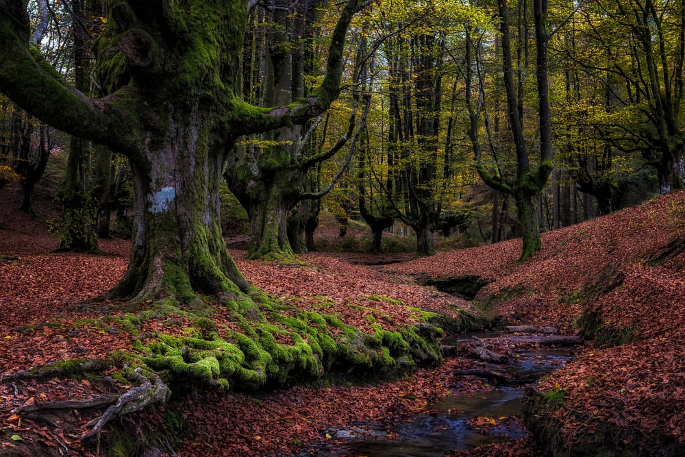 Il cambiamento climatico potrebbe trasformare per sempre le foreste montane italiane