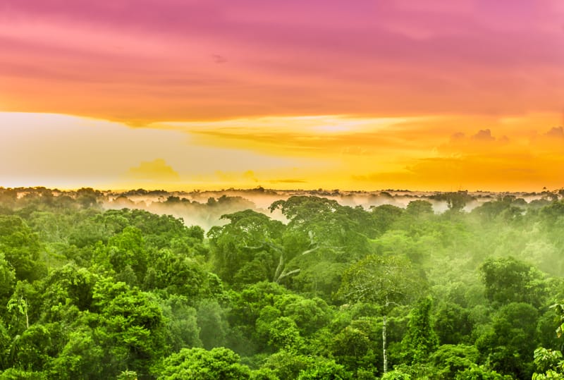 La siccità storica e devastante in Amazzonia causata dal cambiamento climatico, dicono i ricercatori