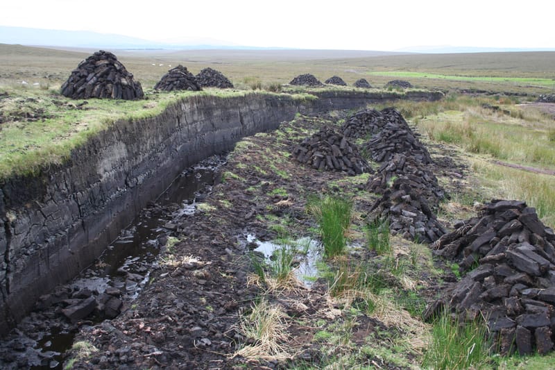 La crisi climatica peggiora: uno studio rivela che le torbiere stanno perdendo la battaglia contro la siccità