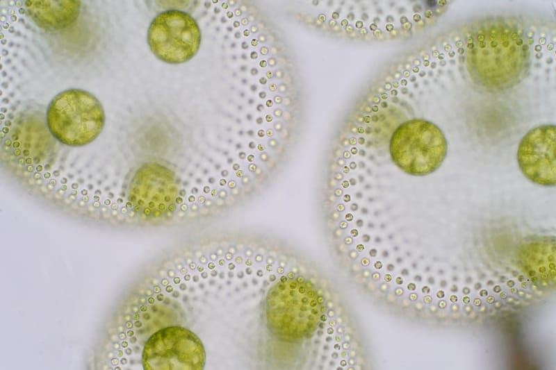 Brillantezza biologica: filamenti di fitoplancton in Australia