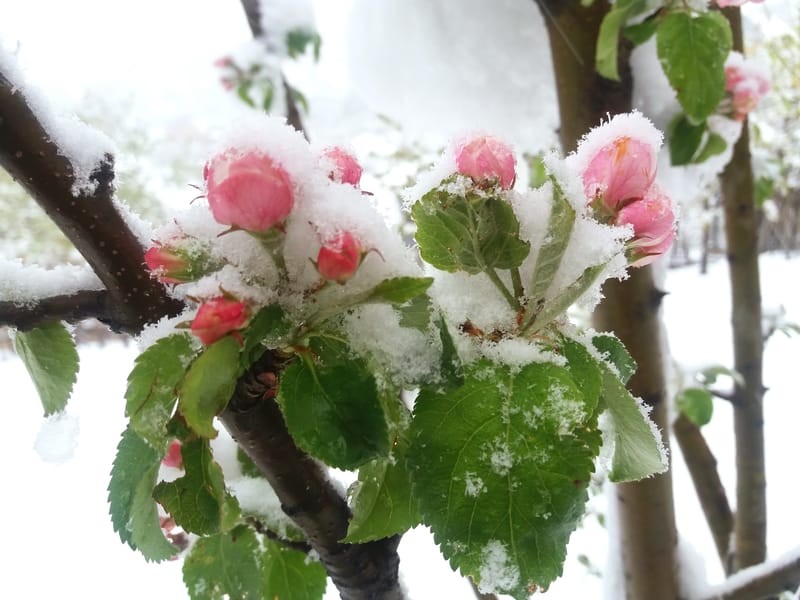 Meteo: l’inverno più freddo degli ultimi 50 anni con gelo e neve abbondante