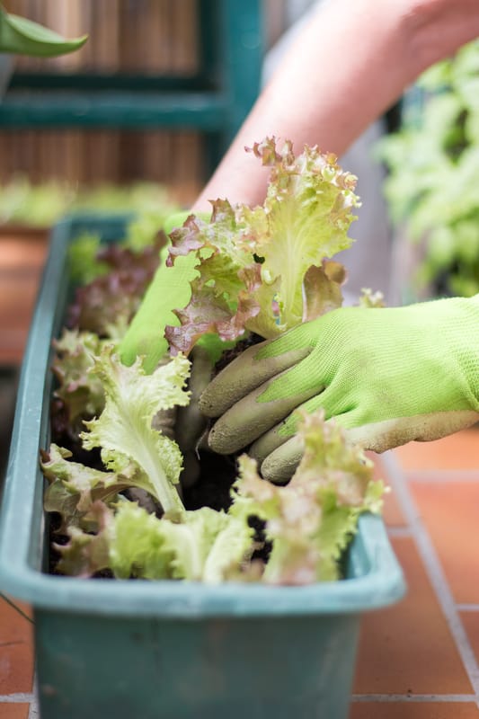 Studio rivela che il cibo da agricoltura urbana ha un’impronta di carbonio 6 volte maggiore