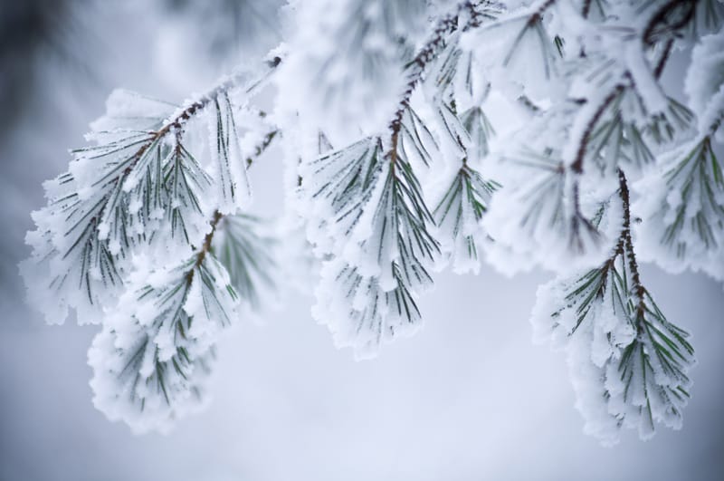 L’importanza meteo della neve