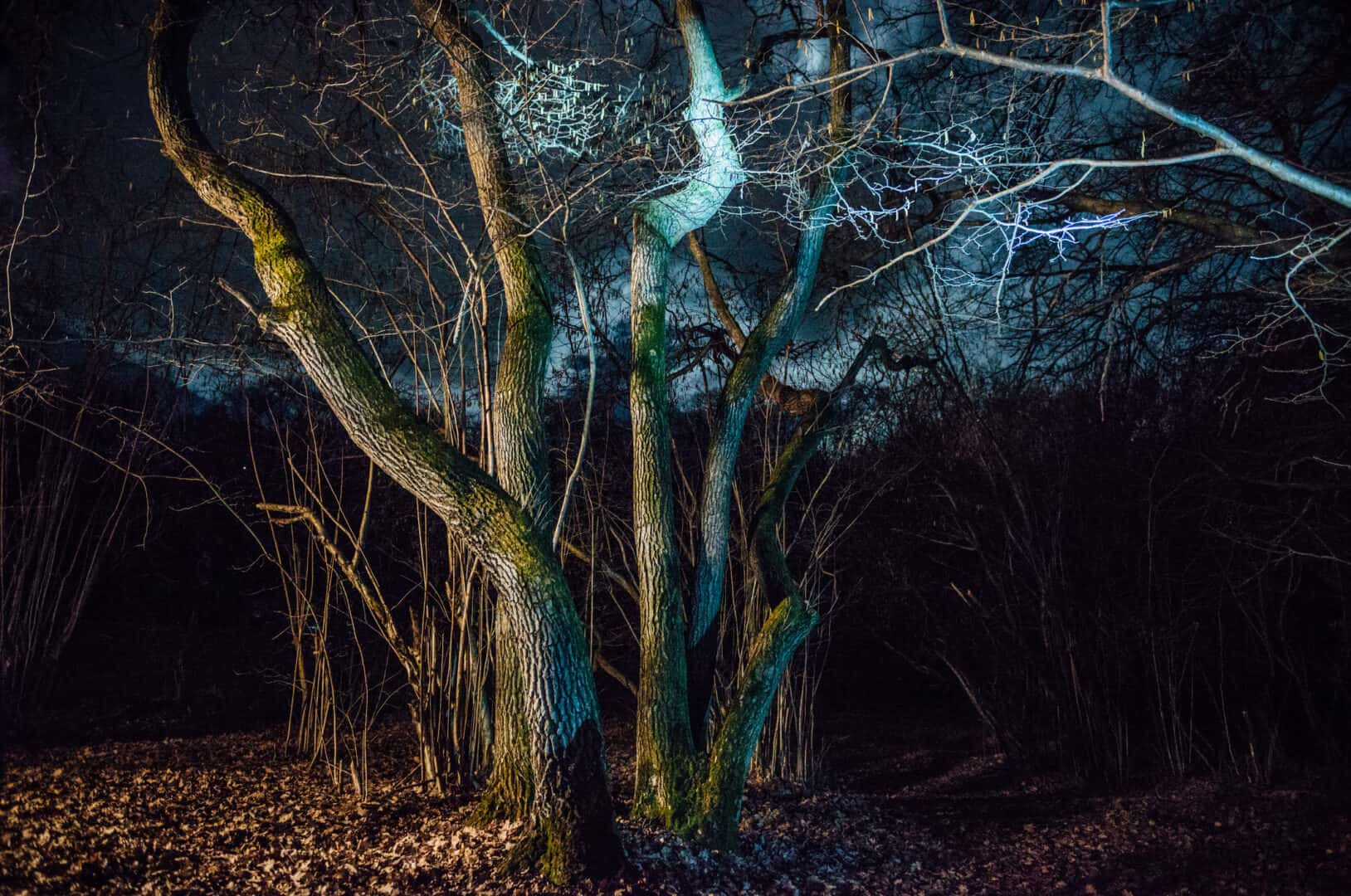 Viaggio in Romania: la foresta di Hoia Baciu e i suoi misteri tra leggende e UFO