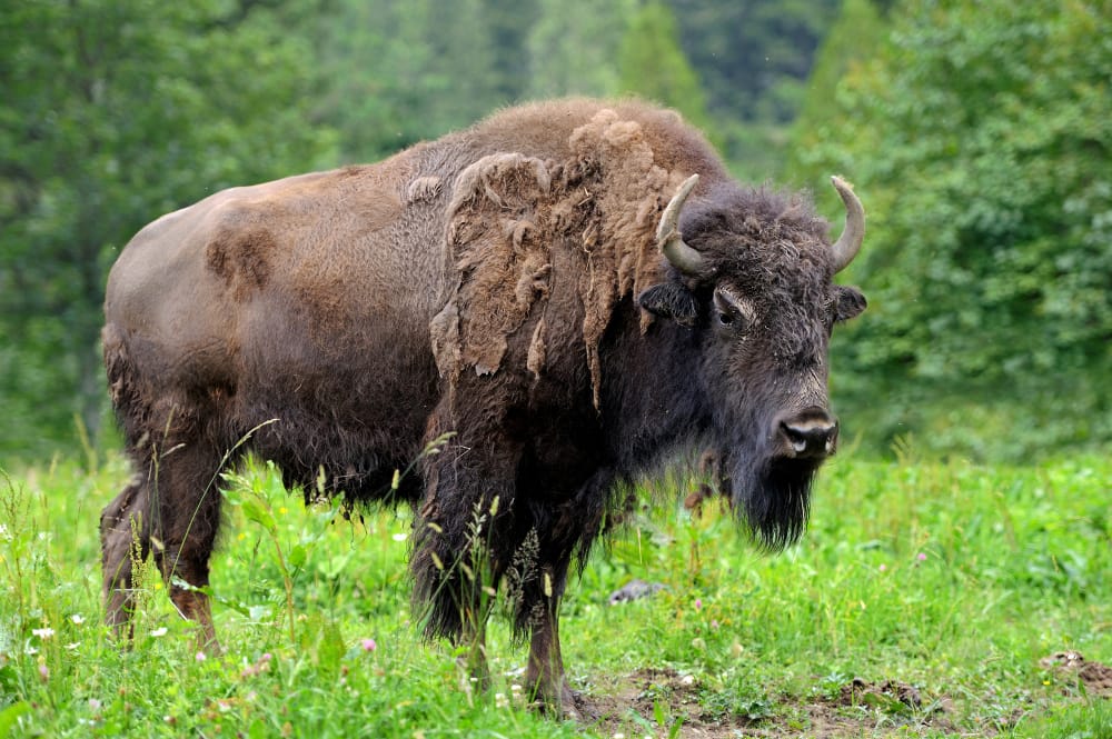 La pelliccia del bisonte rileva il cambiamento globale nella foresta vergine europea