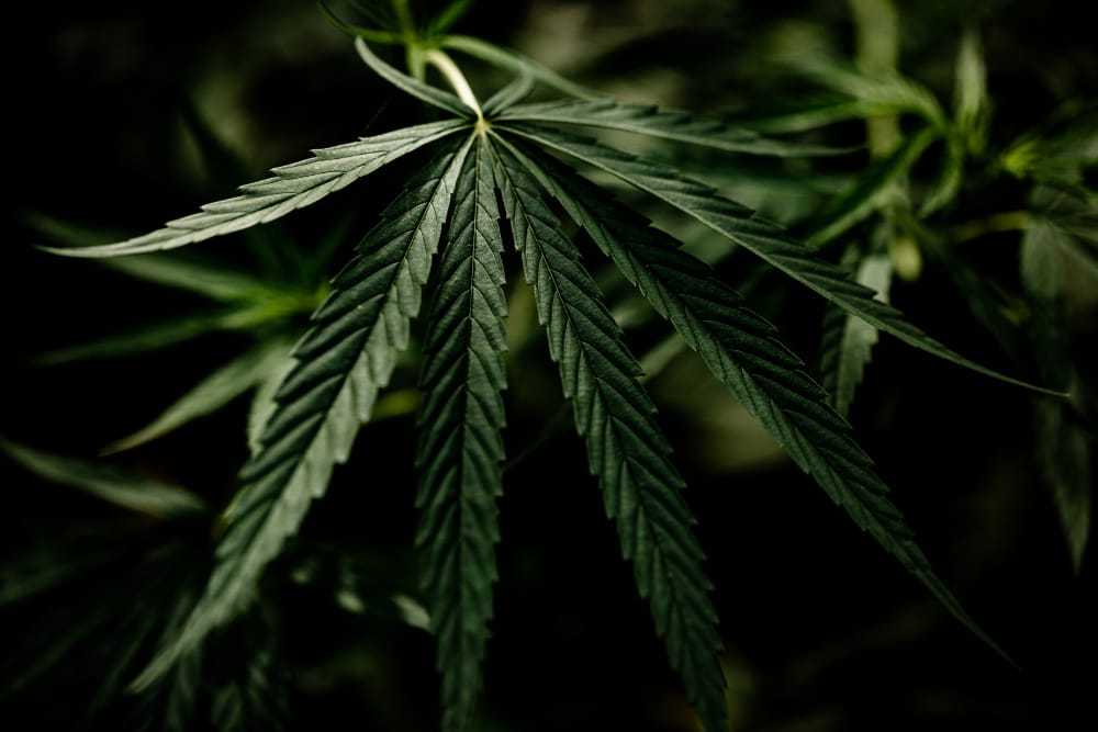 Le inattese proprietà della Cannabis: si aprono nuovi scenari terapeutici