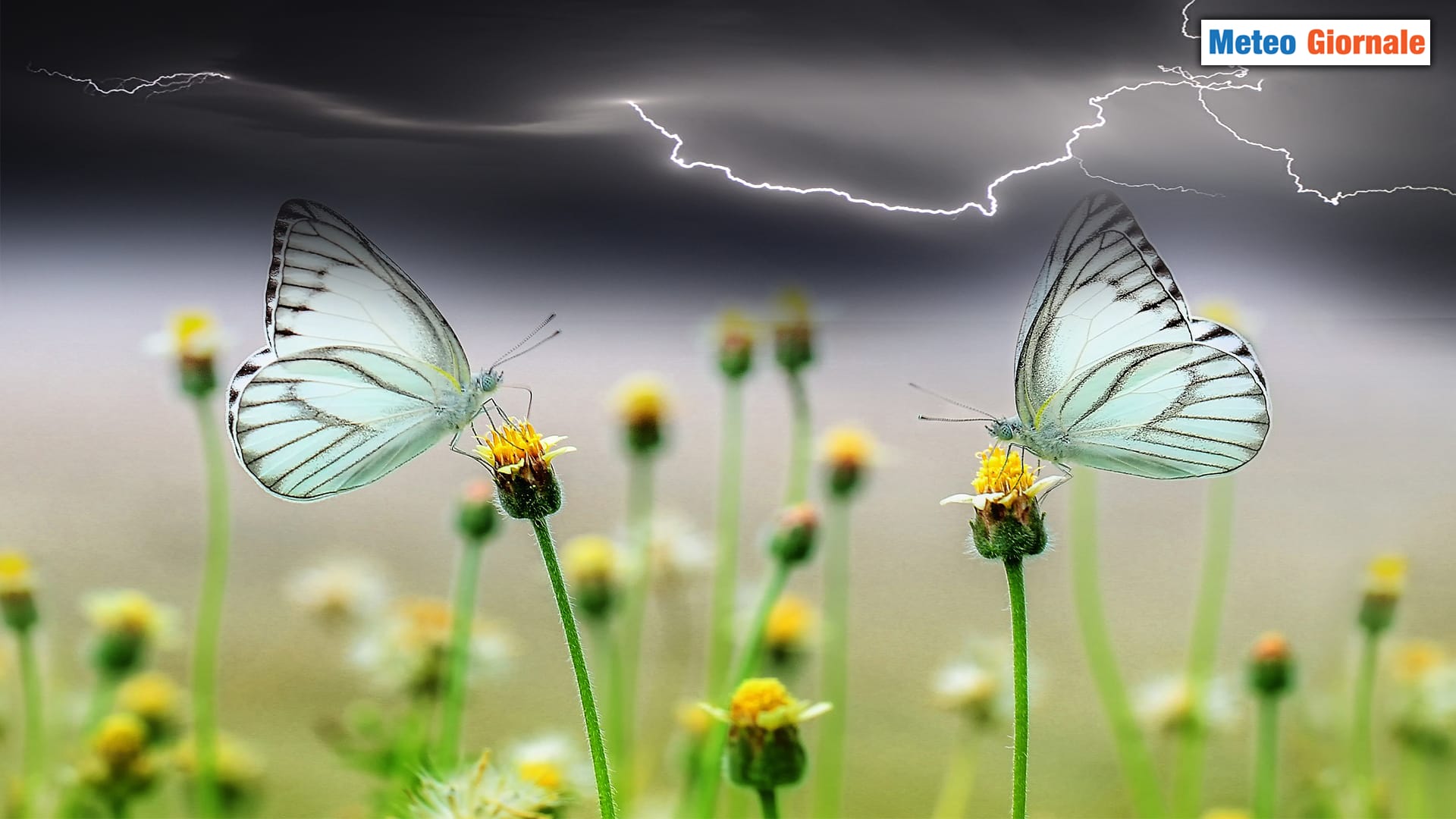 La PRIMAVERA e i timori del solito meteo
