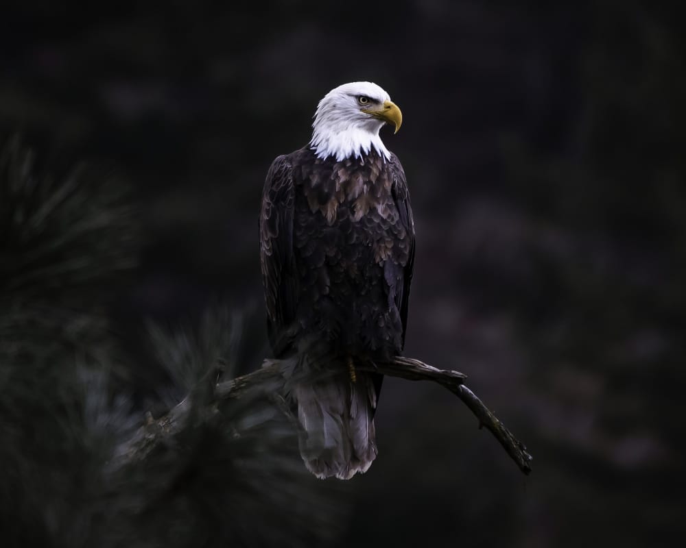California: un’aquila calda difende il nido durante la terribile tempesta. Ecco come ha fatto