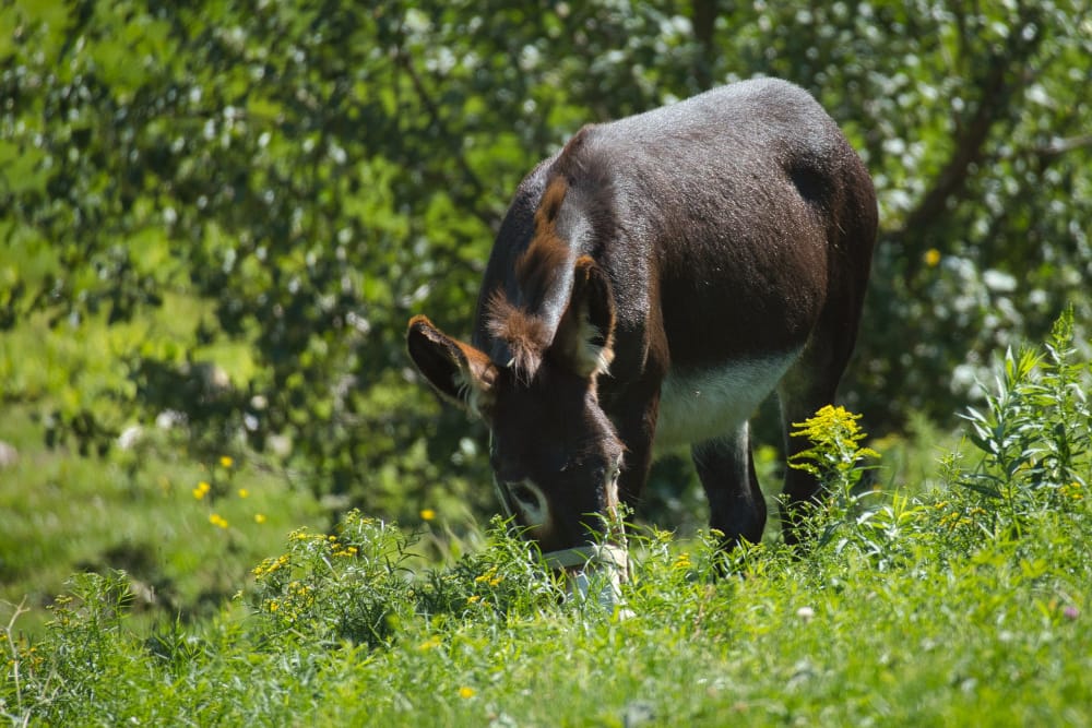 Proteggere le piante dagli erbivori? L’uso degli odori per confondere gli animali