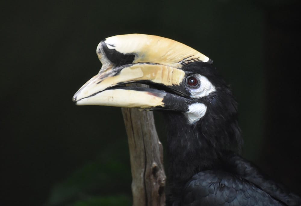 Scoperta sorprendente: c’è un uccello intelligente come gli scimpanzè