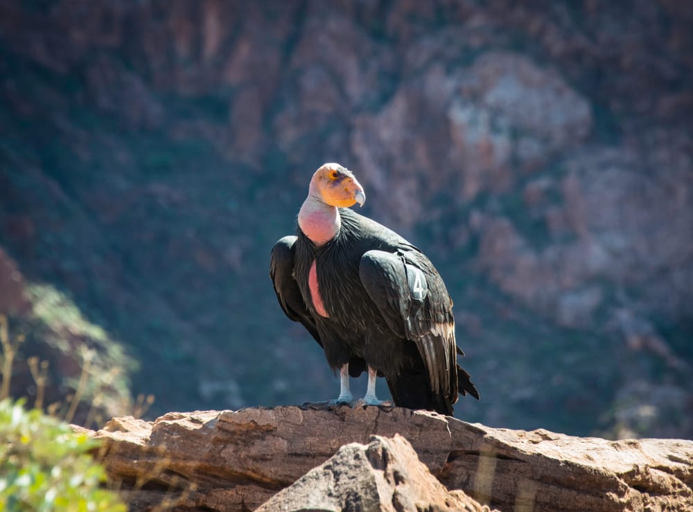 Condor della California: il futuro è meno nero
