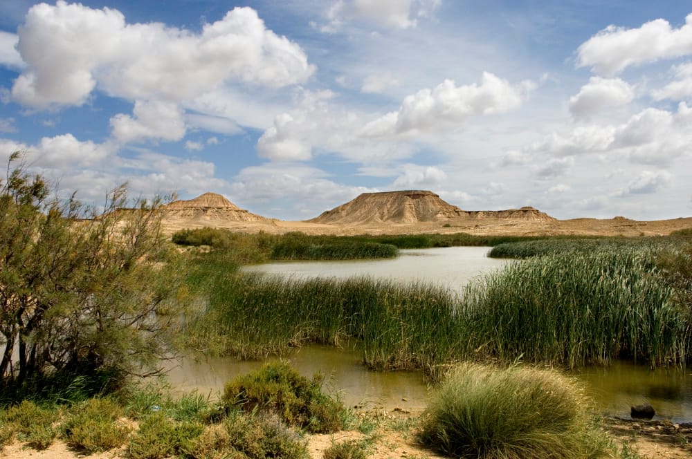 L’outback desertico australiano trasformato in un’oasi verde: ma non tutto è bene