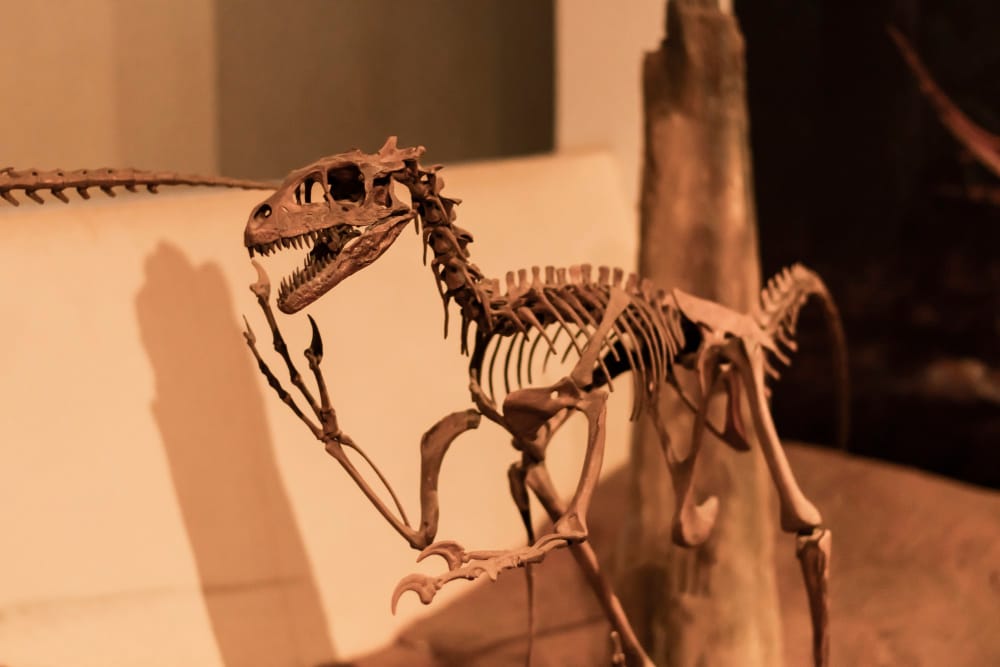 Come possono conservarsi le ossa di dinosauro per centinaia di milioni di anni? Ecco la risposta