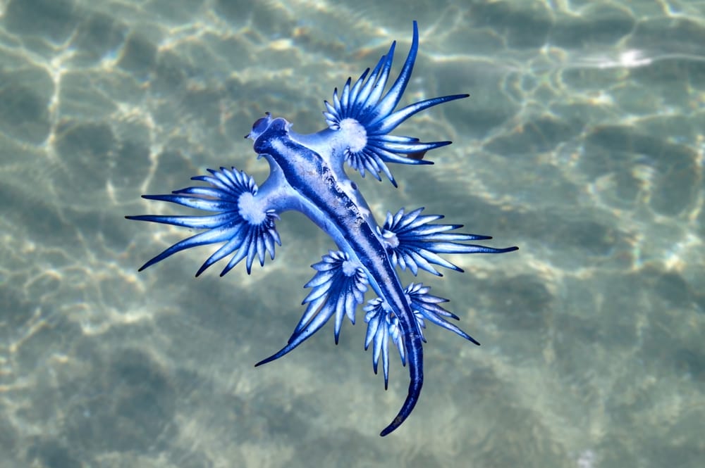 I draghi blu del mare: piccole creature ermafrodite da vedere ma non toccare