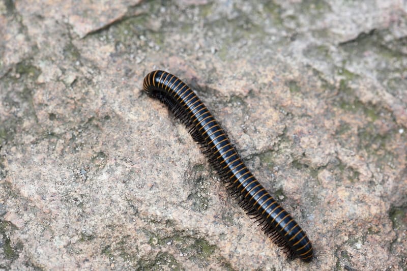 Nuove creature aliene con molte zampe scoperte nella giungla