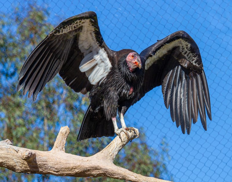 Condor della California in via di estinzione competono per amore a San Valentino