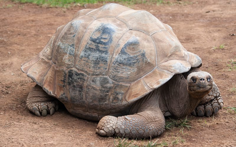 Prima prova di nidificazione e riproduzione di una rara e strana tartaruga gigante