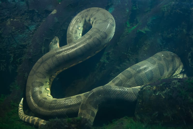 Nuova specie di anaconda gigante scoperta durante le riprese con Will Smith in Amazzonia