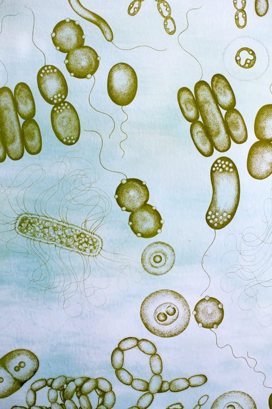 Sguardo sulla vita antica: nuovi indizi trovati in biomassa di 3,5 miliardi di anni