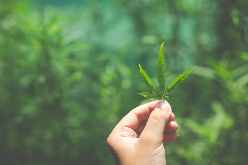 Estratto di cannabis mostra notevole capacità di uccidere le cellule del cancro della pelle