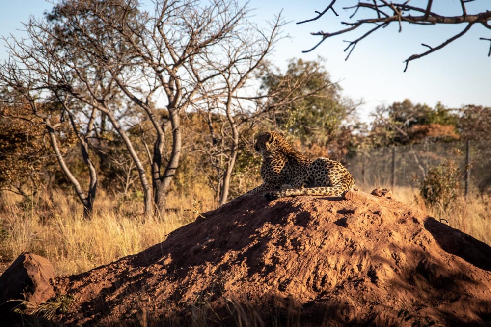 Deforestazione in Africa: un nuovo studio rivela le cause