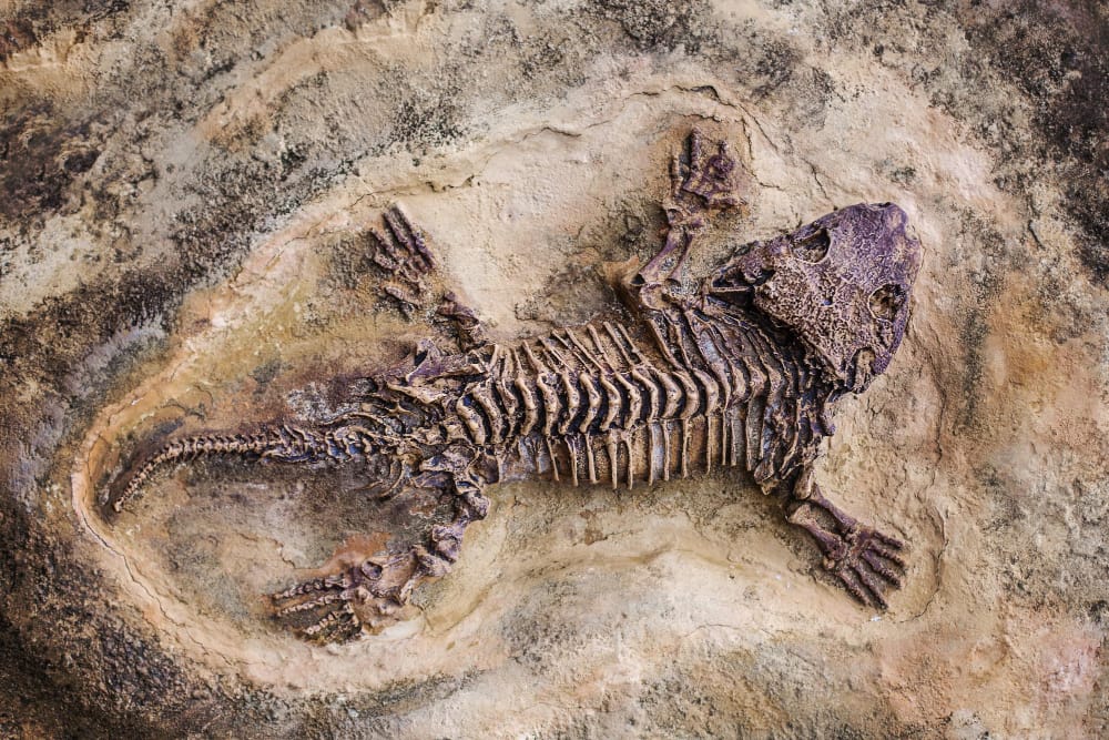 Risolto un mistero italiano di 280 milioni di anni fa