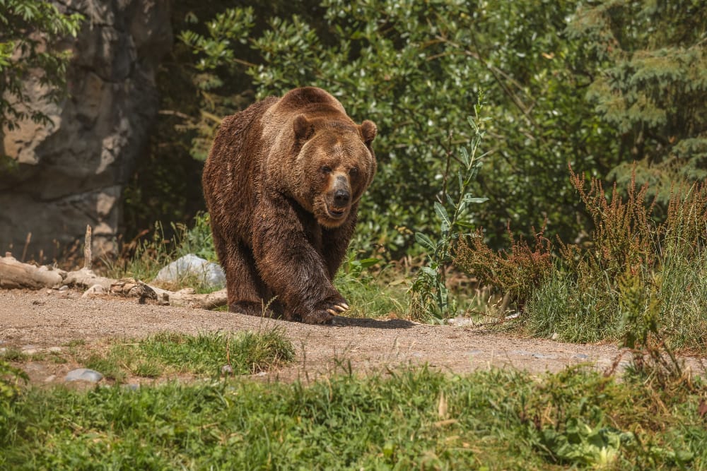 Orsi dell’Alaska trovati in Florida: come è stato possibile?