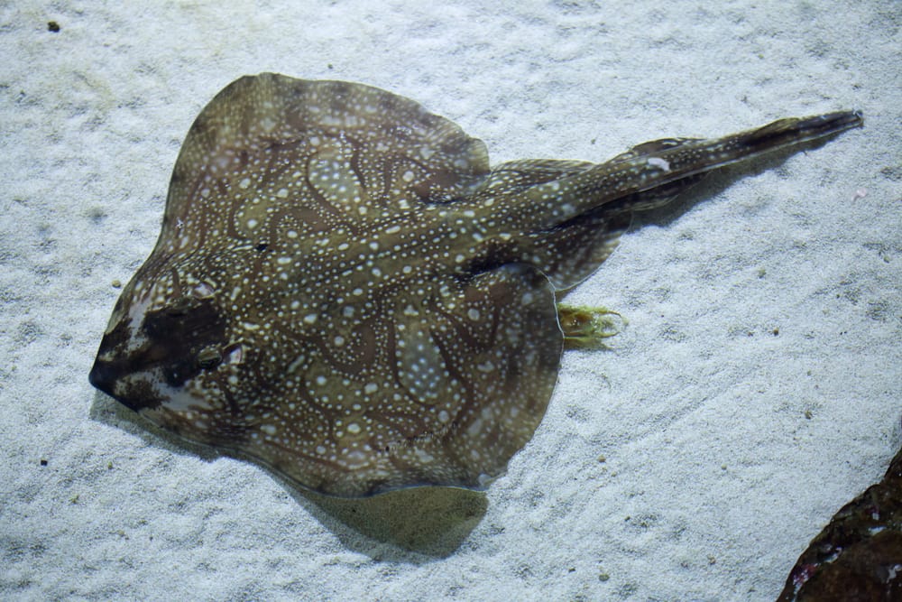 Sorpresa in acquario in North Carolina: una gazza in gravidanza, ma non ci sono maschi